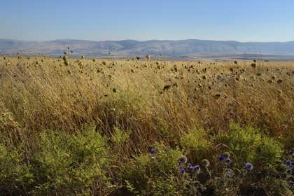 Israel, district du nord, Basse Galilée, réserve naturelle de Kokhav ha-Yarden