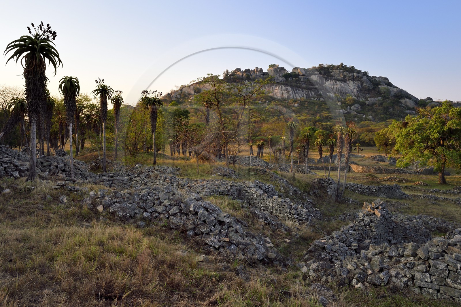 Zimbabwe, province de Masvingo, les ruines du site archéologique du Grand Zimbabwe, classé Patrimoine Mondial de l'UNESCO, Xème au XVème siècle, Aloe excelsa ( Zimbabwe Aloe) dans les Ruines de la vallée (Valley Complex) et les Ruines de la colline (Hill Complex) en arrière-plan