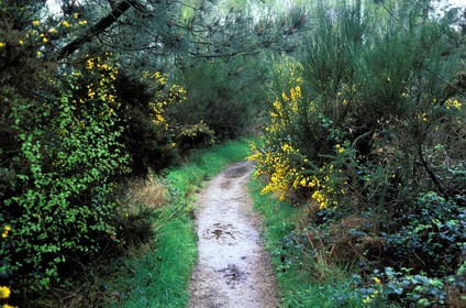 France, Ille-et-Vilaine (35), la foret de Brocéliande