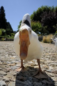 France, Var (83), Provence Verte, Bras, vers Saint-Maximin-la-Sainte-Baume, la maison d'hôtes Le Peyrourier, une campagne en Provence, oies blanches