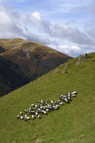 France, Pyrenees Atlantiques, Basque Country, Camino de Santiago (the Way of St. James) on the GR 65 between Saint Jean Pied de Port and Roncesvalles towards the Bentarte Pass, shepherd and his manech blackhead sheep flock on the slopes of the Leizar Atheka