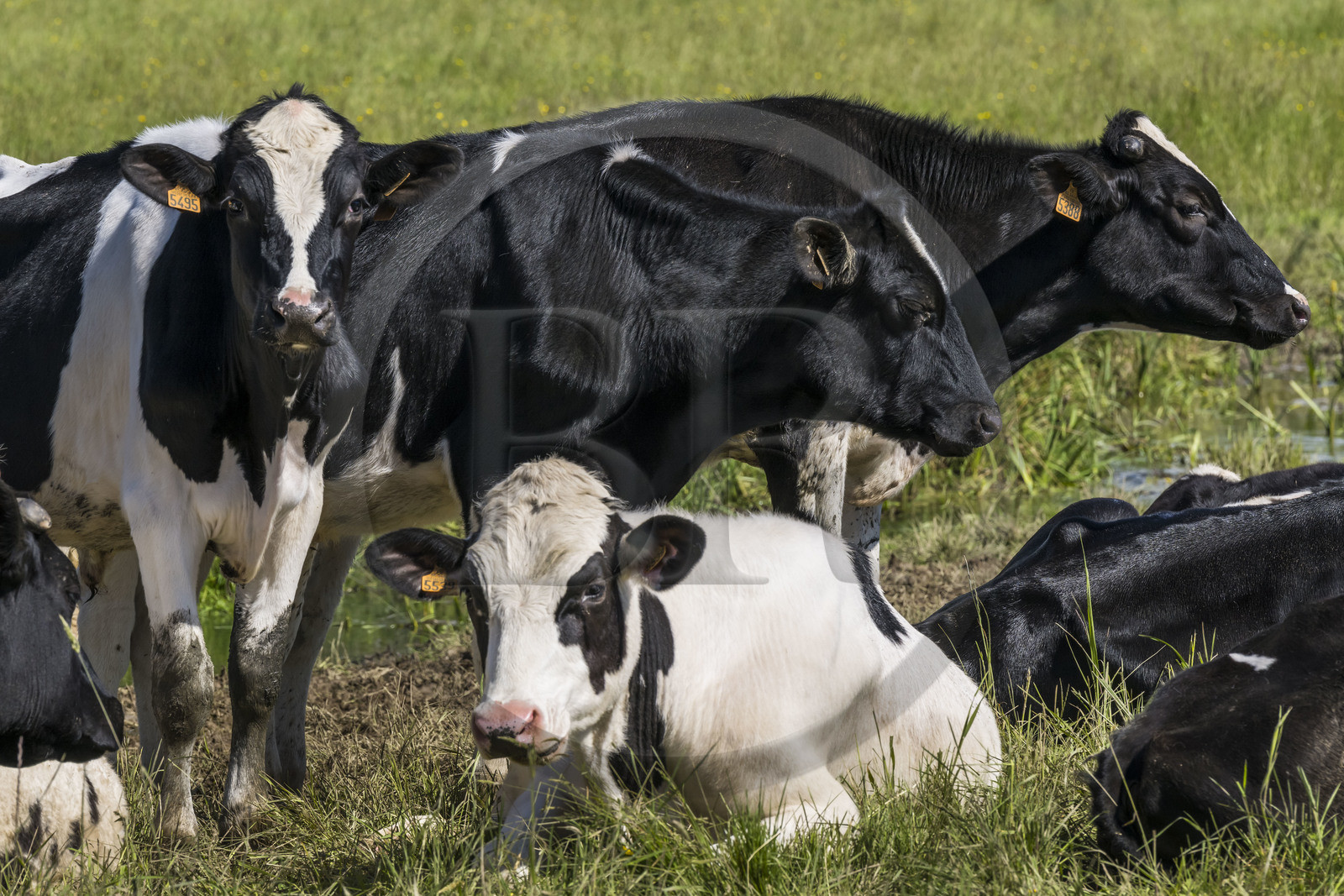 France, Vendée (85), Talmont-Saint-Hilaire, troupeau de jeunes vaches Holstein