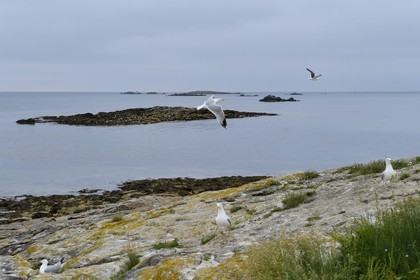 France, Finistere, La Foret Fouesnant, Glenan islands, Cigogne island