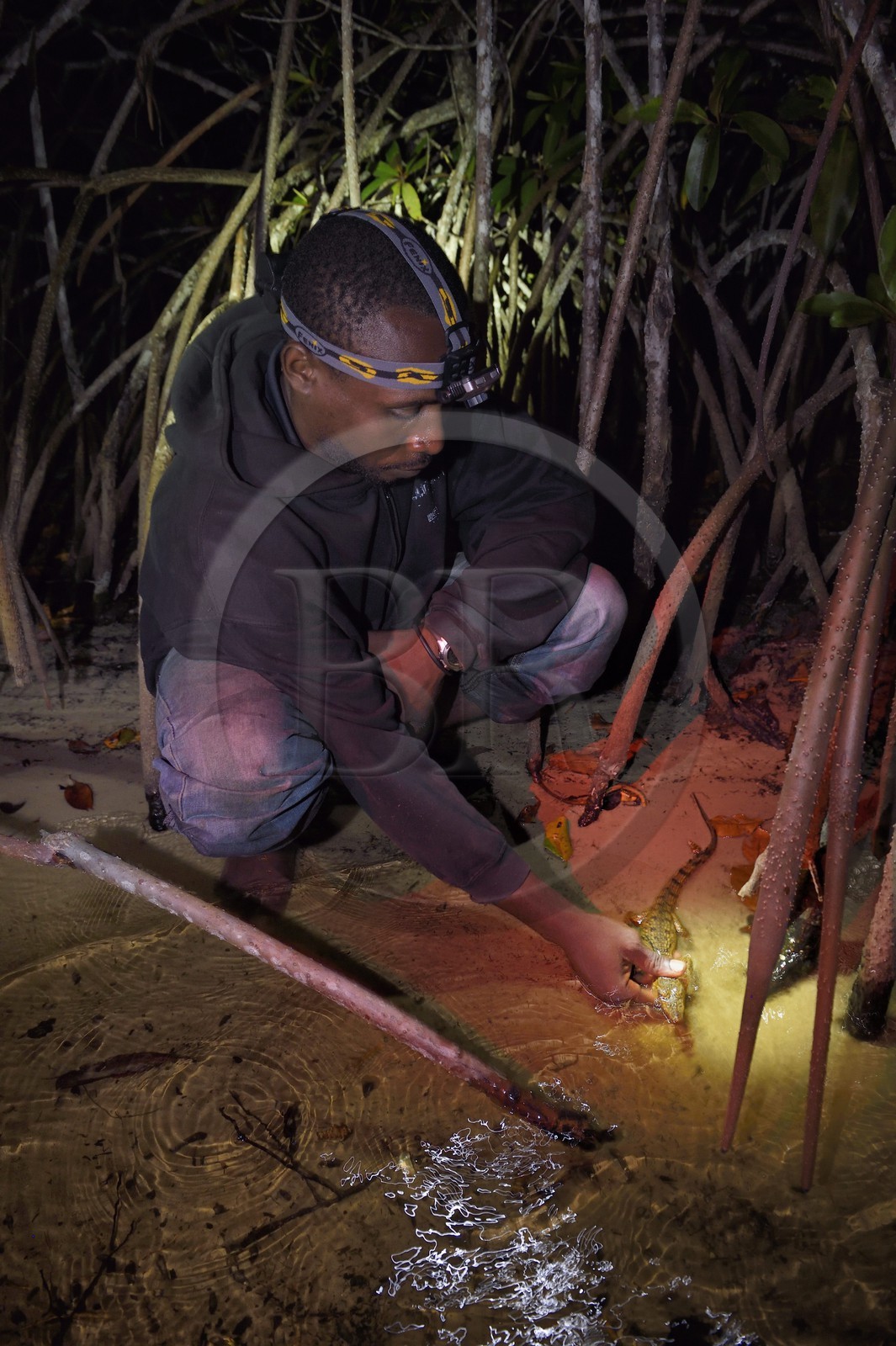 Gabon, province de Ogooué- Maritime, Parc National du Loango, observation de nuit d'un jeune crocodile dans la mangrove de la Lagune Iguéla
