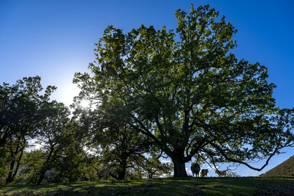 France, Pyrénées-Atlantiques (64), Pays-Basque, vallée des Aldudes, vaches sur la colline d'Elizamendi au dessus du village d'Urepel