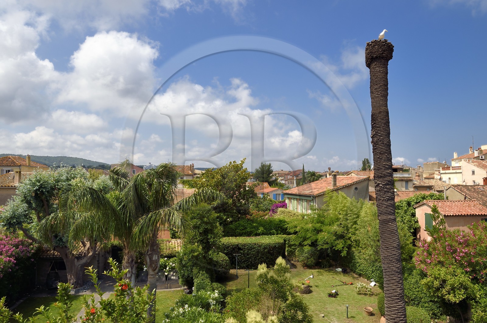 France, Var (83), Saint-Tropez, palmier victime du papillon ravageur du palmier, palmivore : Paysandia archon