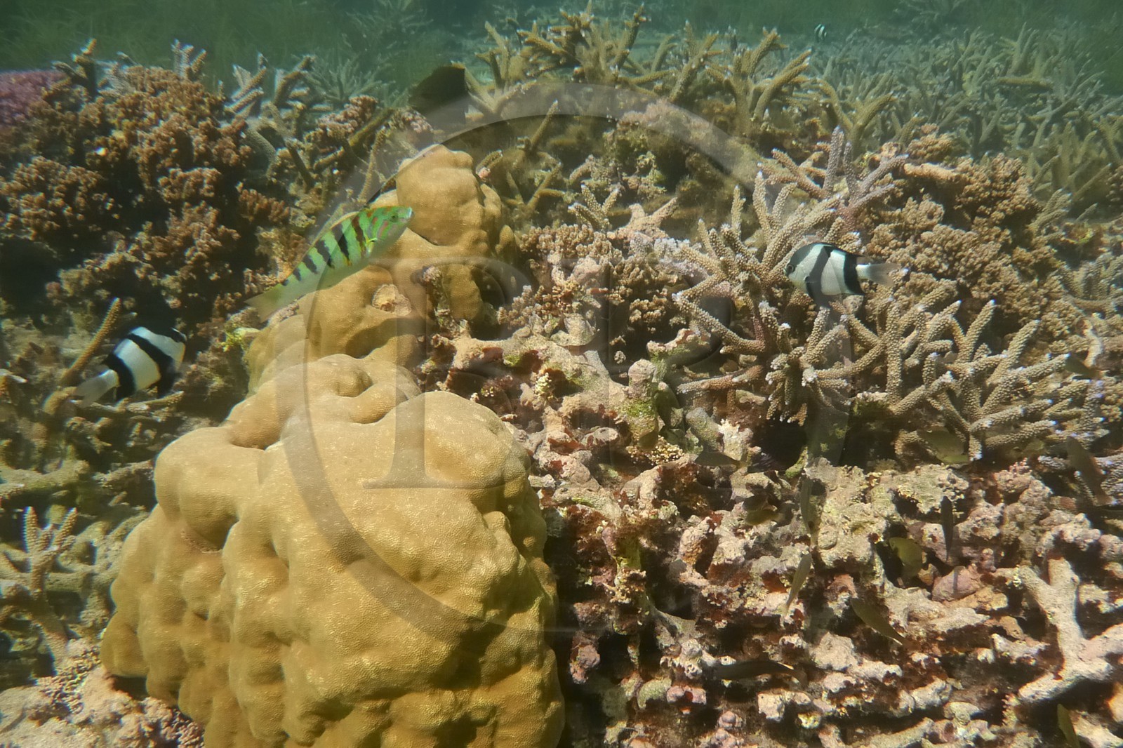 France, île de la Réunion, le récif corallien du lagon de la plage de Saint-Gilles et de l'Ermitage (vue sous-marine)