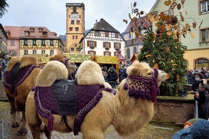 France, Haut Rhin, Strasbourg, Ribeauvillé, the medieval christmas market, two dromedaries of the Three Kings on the square in front of the Tour des Bouchers (Butchers Tower)