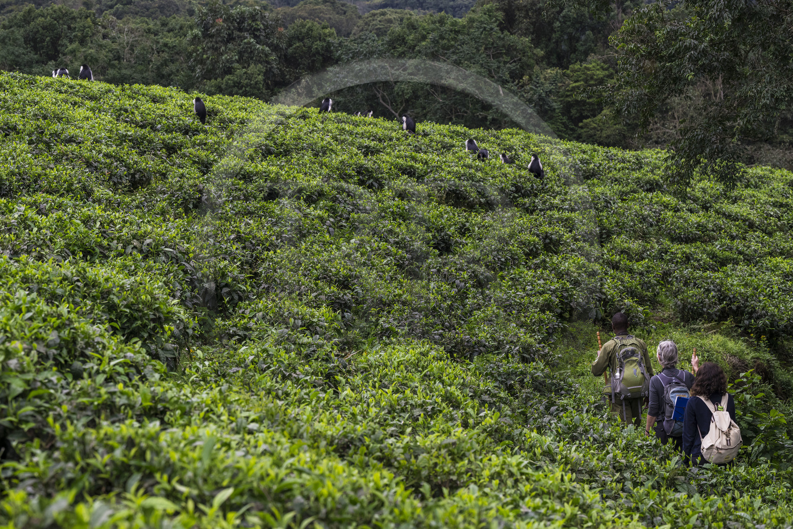 Rwanda, Western Province, Gisakura, Nyungwe National Park, African Parks ranger Claver Mtoyinkima guiding tourists on the trail of Ruwenzori colobus (Colobus angolensis ruwenzorii) during a walking safari in the natural rainforest on the edge of tea plantations