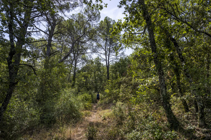 France, Var (83), Provence Verte, Bras, Académie du Bain de Forêt Provençale, forêt du domaine Le Peyrourier - une campagne en Provence