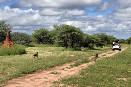 Namibie, Otjiwarongo, Cheetah Conservation Fund, centre de recherche et d'éducation, guépards (Acinonyx jubatus), nourrissage depuis un pick-up en mouvement, l'exercice a pour but de les garder en forme