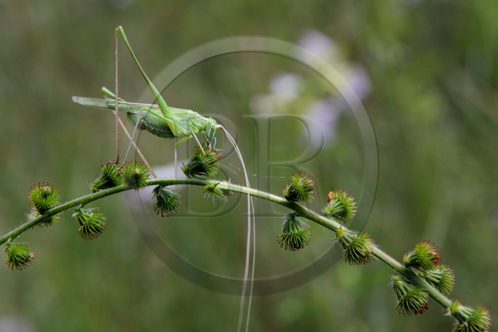 France, Var, Provence Verte, Tourves, Caramy Gorge, orthoptere, green Grasshopper (Tettigonia viridissima)