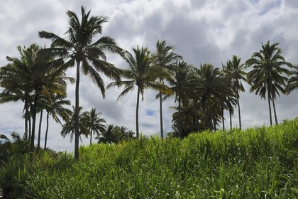 France, Ile de la Reunion, côte sud, Saint-Philippe, champ de canne a sucre