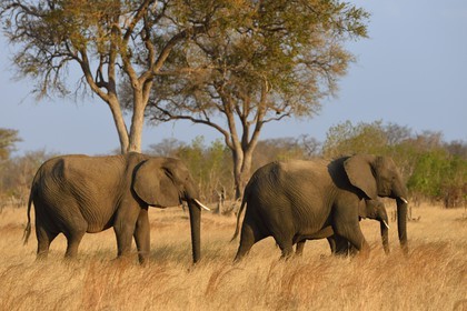 Zimbabwe, province de Matabeleland septentrional, parc national Hwange, éléphants sauvages d'Afrique (Loxodonta africana) dans la savane