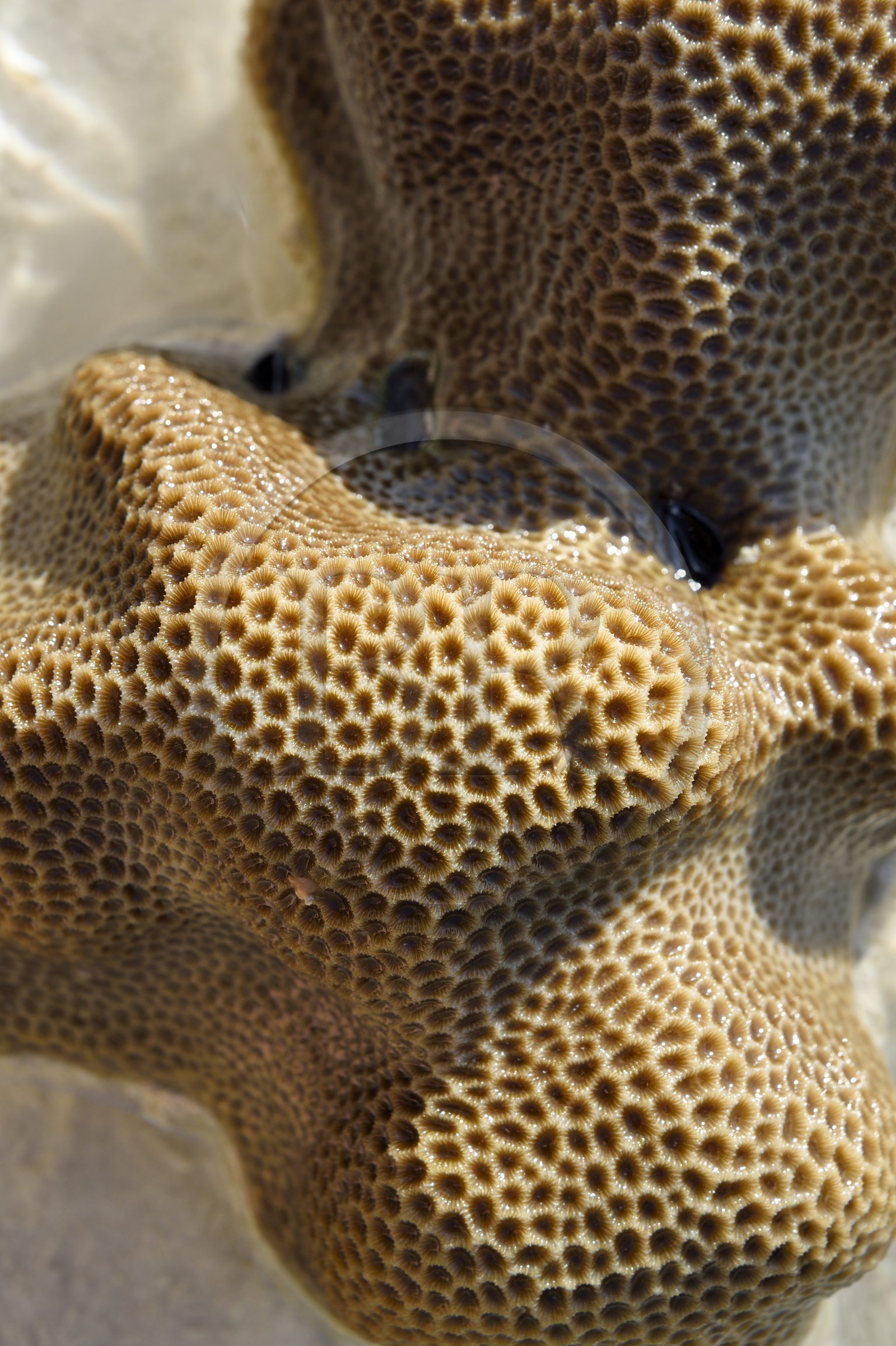 Philippines, Calamian Islands dans le nord de Palawan, Coron Island Natural Biotic Area, Banul Beach, corail à marée basse