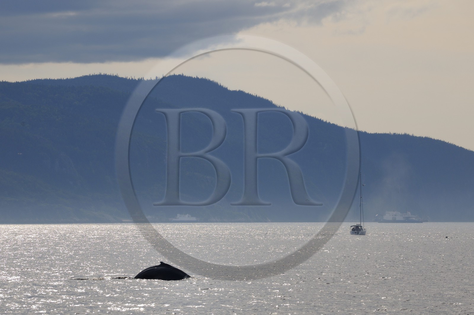 Canada, province de Québec, région de Manicouagan, Tadoussac, baleine à bosse dans le golf du Saint-Laurent