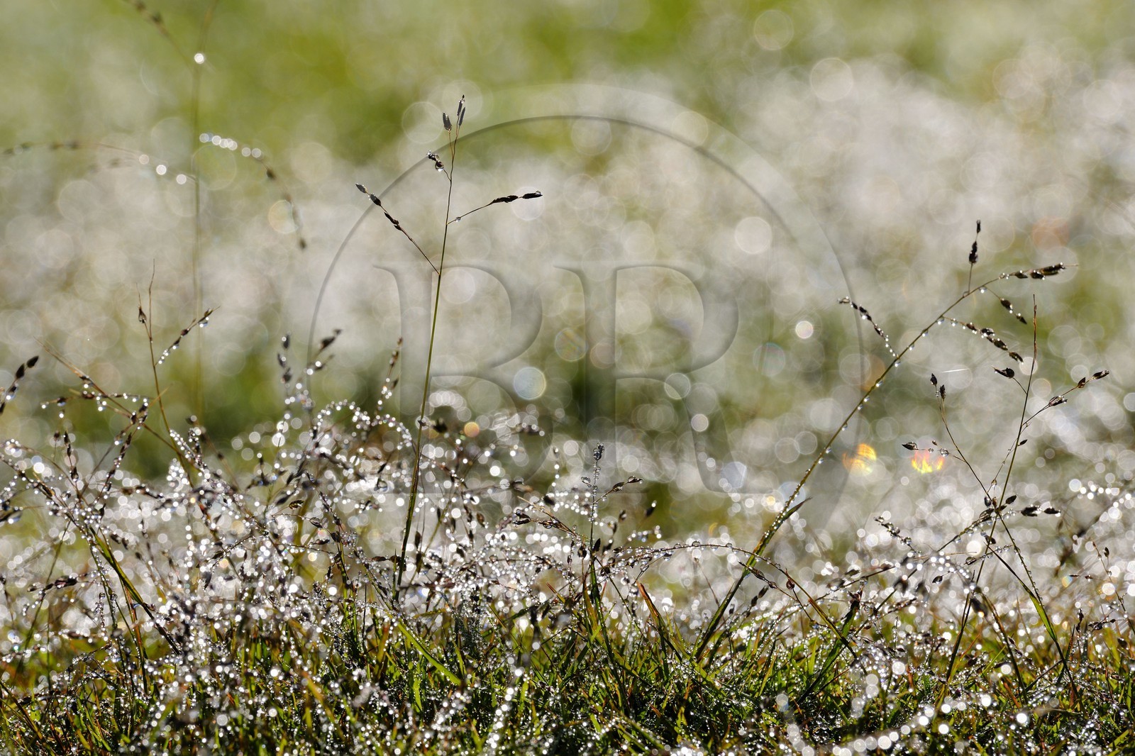 France, île de la Réunion, la rosée du matin