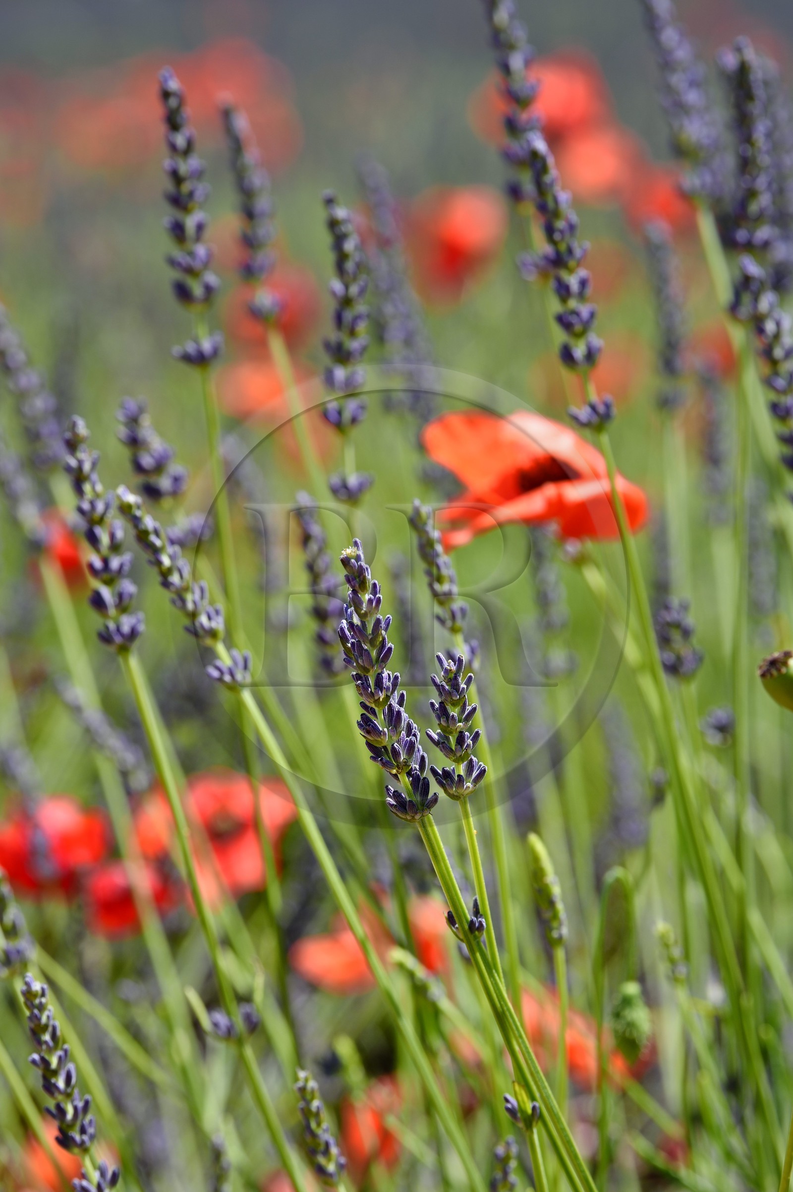 France, Alpes-de-Haute-Provence (04), parc naturel régional du Verdon, plateau de Valensole, coquelicots dans un champ de lavandin