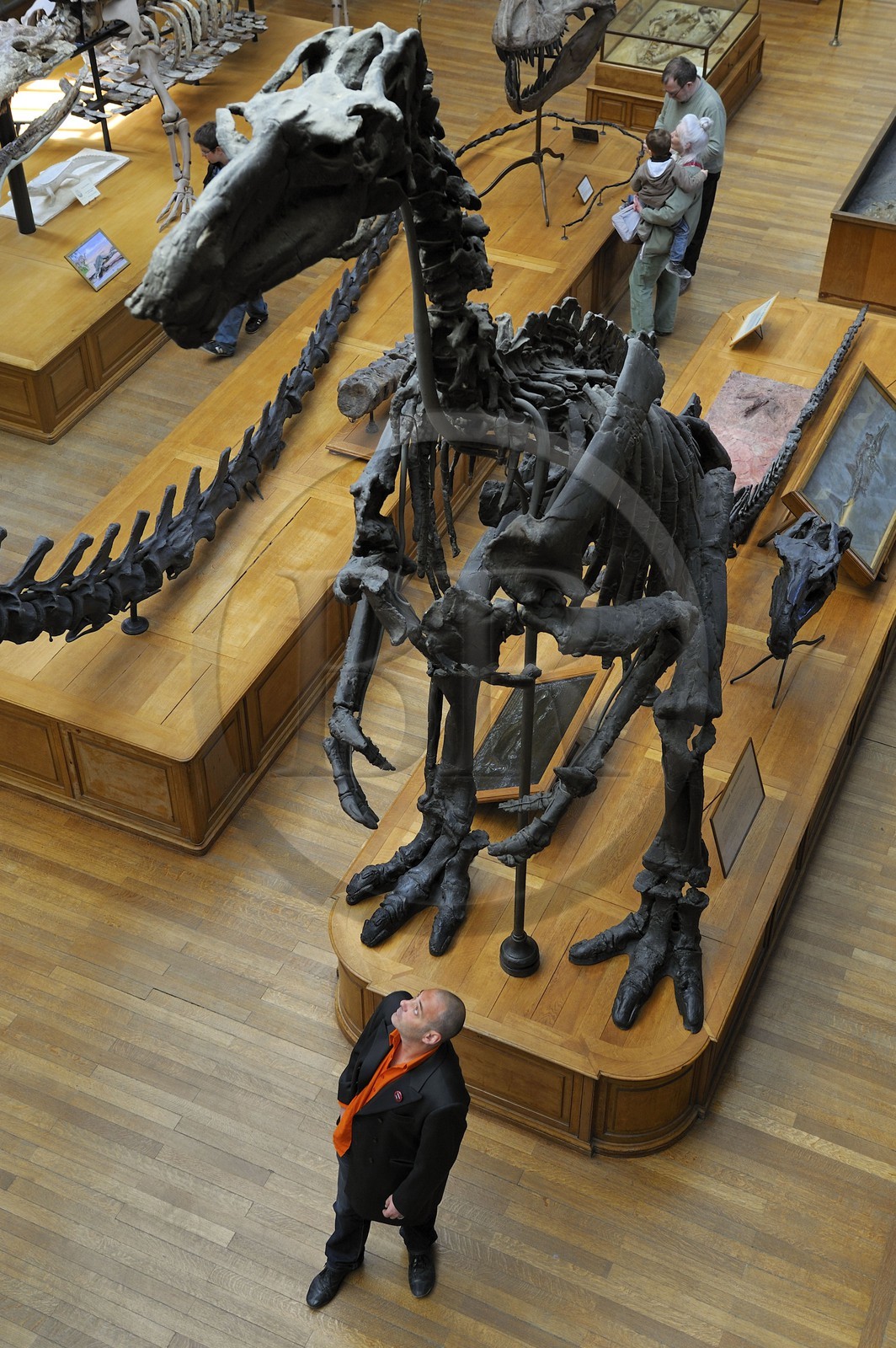 France, Paris (75), Jardin des Plantes, Museum National d'Histoire Naturelle, Galeries de Paléontologie et d'Anatomie comparée