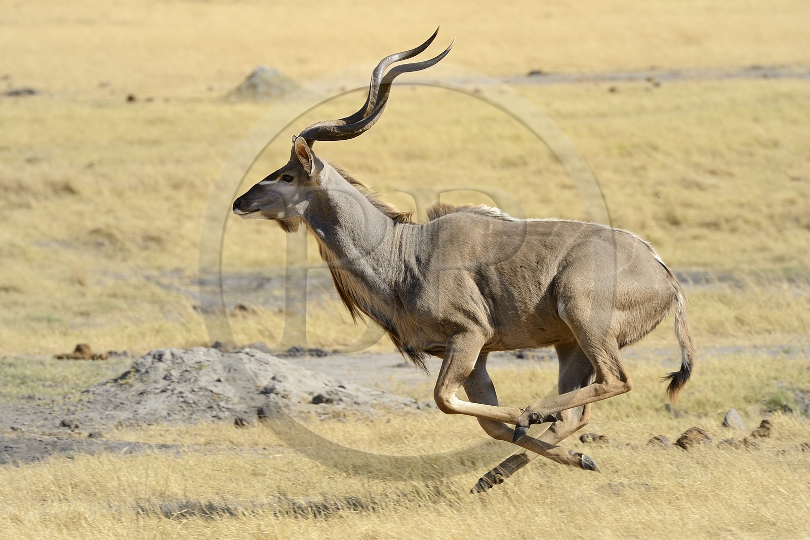 Zimbabwe, province de Matabeleland septentrional, parc national Hwange, Grand koudou (Tragelaphus strepsiceros) au galop