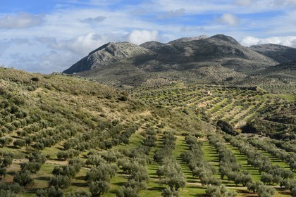 Spain, Andalusia, Jaén Province, olive groves south of Martos and the Sierra Magina in the background