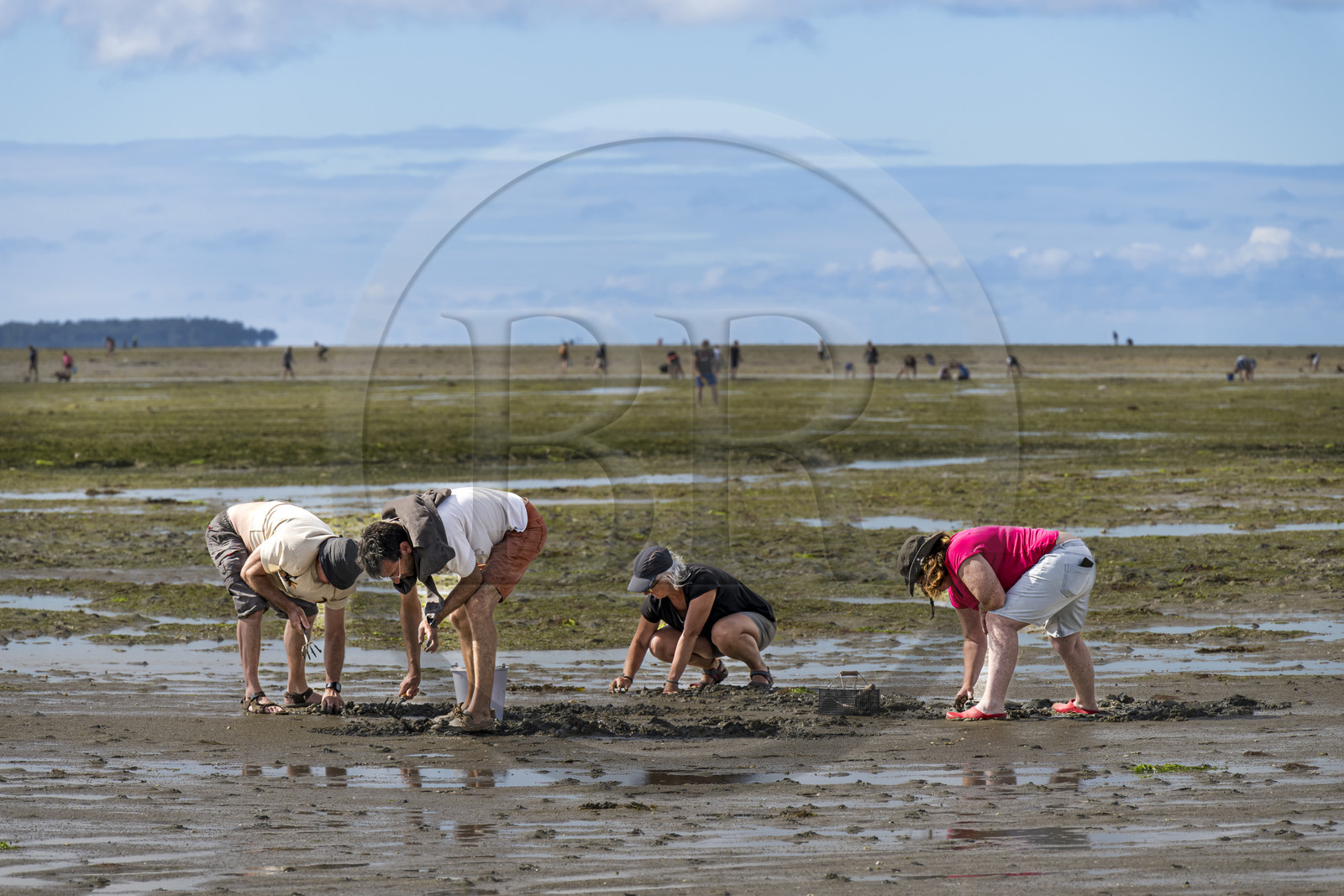 France, Vendee, Noirmoutier island, Barbatre, gathering seafood by hand on the foreshore along the Passage du Gois, submersible causeway that connects the island to the mainland at low tide