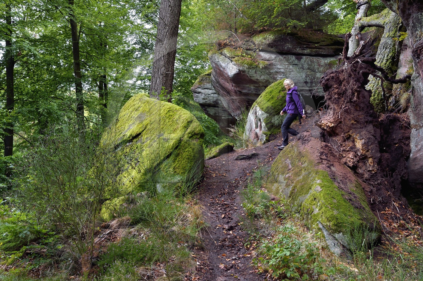 France, Bas-Rhin (67), Parc Naturel régional des Vosges du Nord, La Petite Pierre, randonneuse sur le sentier des Trois Roches au Rocher des Païens