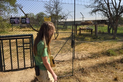 Zimbabwe, Midlands Province, Gweru, Antelope Park home to ALERT (African Lion and Environmental Research Trust), enclosure of lions that can not be released into the wild