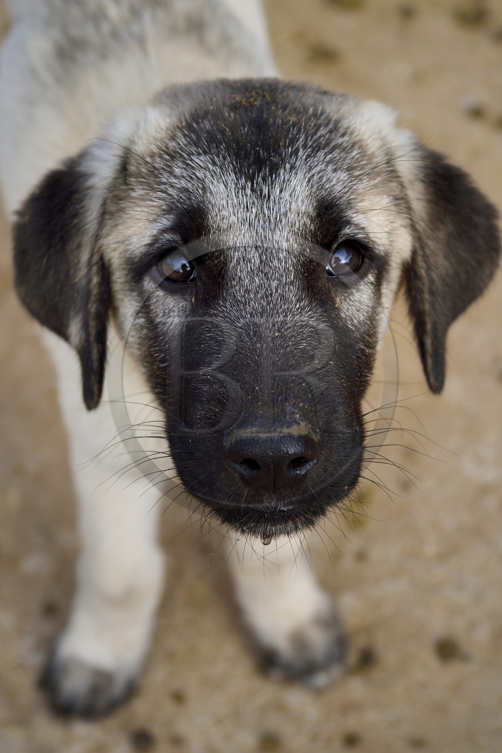 Namibia, Otjiwarongo, Cheetah Conservation Fund, research and education centre, CCF’s Livestock Guarding Dog Program has been highly effective at reducing predation rates and thereby reducing the inclination by farmers to trap or shoot cheetahs, Anatolian shepherd Kangal dog breeding