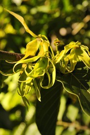 France, île de la Réunion, le Cananga odorata ou ylang-ylang
