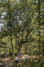 France, Var (83), Provence Verte, Bras, Académie du Bain de Forêt Provençale, forêt du domaine Le Peyrourier - une campagne en Provence