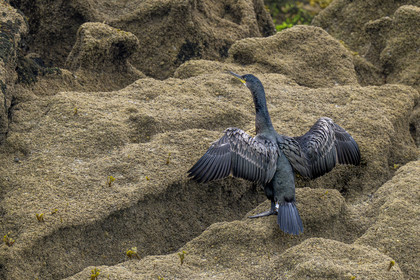 France, Finistère (29), Carantec, Réserve ornithologique des îlots de la Baie de Morlaix, Cormoran huppé (Gulosus aristotelis) sur l'Ile Vesoul