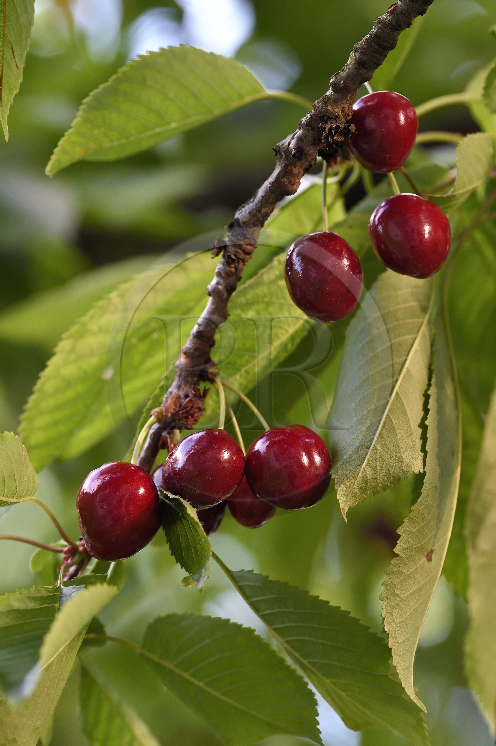 France, cerisier (Prunus cerasus), cerises dans l'arbre