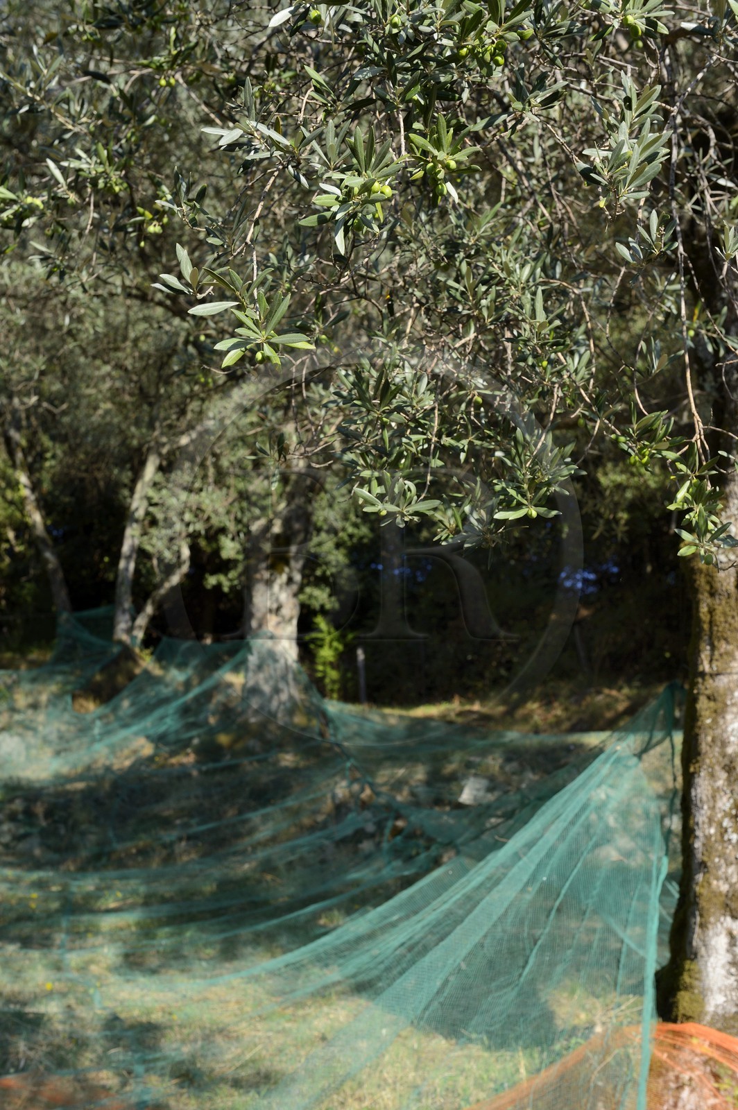 France, Corse du Sud, Alta Rocca, Sainte-Lucie-de-Tallano (Santa Lucia di Tallà), nets for the picking of olives of germaines de Tallano variety