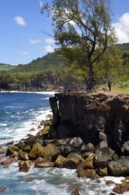 France, Ile de la Reunion, Saint-Joseph vers la plage de Ti Sable, le sentier littoral longe une cote basaltique résultant d'une ancienne coulée de lave, filao