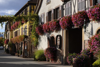 France, Bas-Rhin, Itterswiller, Alsace Wine Road, wine producer