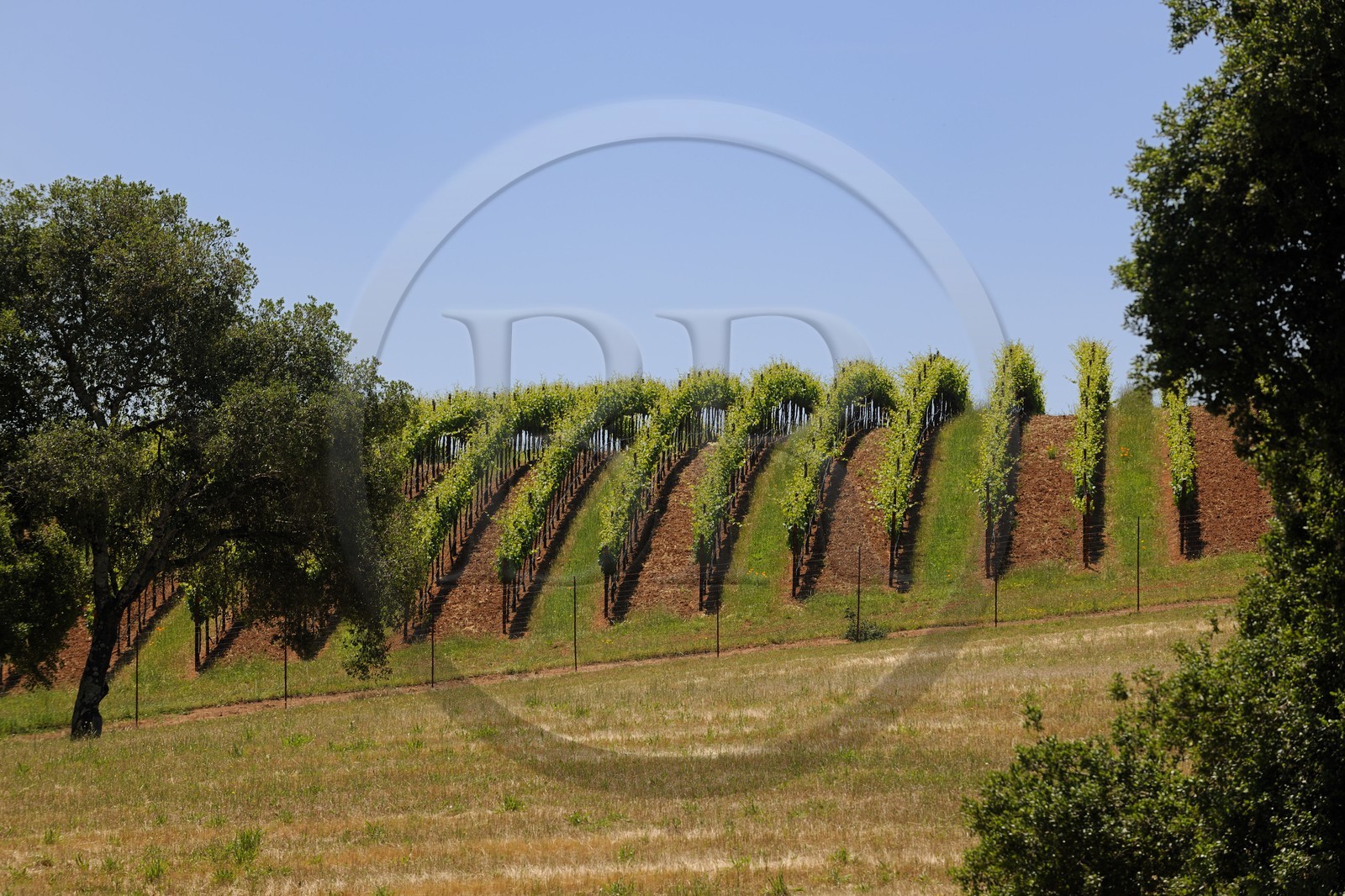 Etats-Unis, Californie, Sonoma County, le vignoble de la propriété Arista