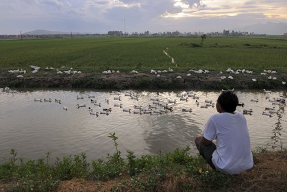 Vietnam, province de Ninh Binh, canards en bordure d'un canal et de rizières