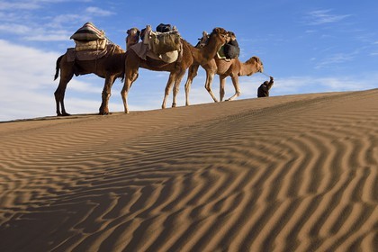 Iran, Isfahan province, Dasht-e Kavir desert, Mesr in Khur and Biabanak County, man leading camel train in the dunes of the place called Kuh-e Sefid