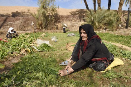 Iran, Isfahan province, Dasht-e Kavir desert, the oasis of Arousan in Khur and Biabanak County, women harvesting the fields