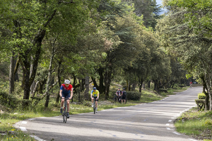 France, Vaucluse (84), Parc Naturel Régional du Mont Ventoux, Bedoin, ascension à vélo du Mont Ventoux par la route D974 sur le versant sud, route à travers une épaisse forêt de chênes