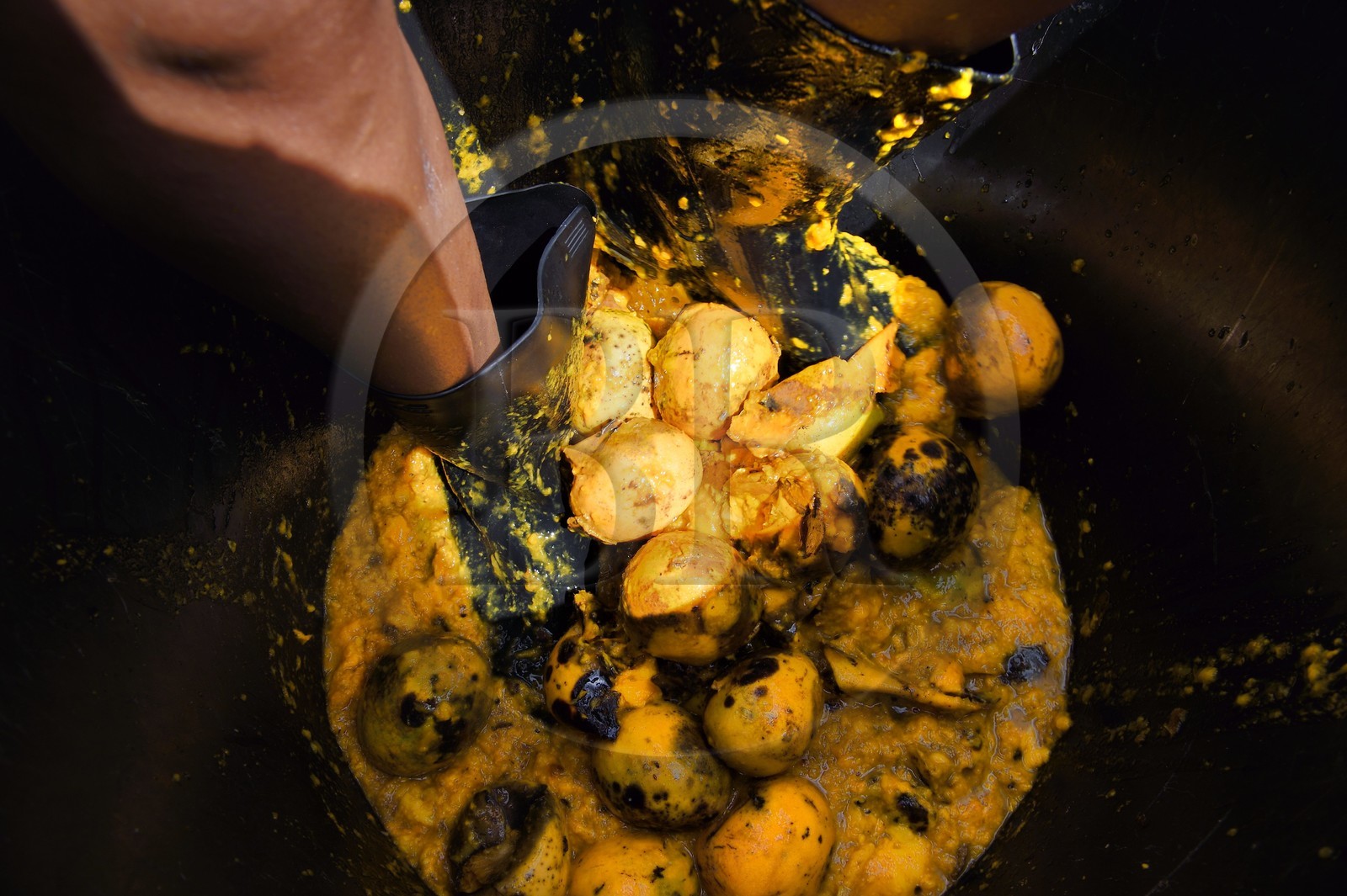 France, Ile de la Reunion, La Saline, La Part des Anges Distillation, foulage au pied des mangues avant mise en fermentation du jus résultant