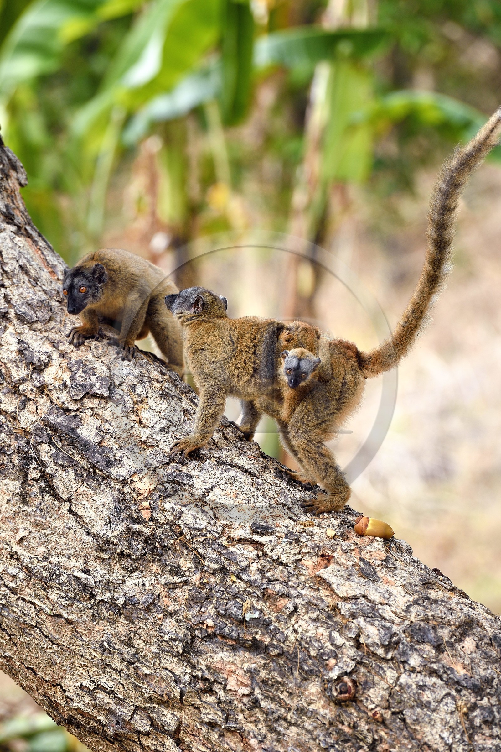 France, Mayotte island (French overseas department), Grande-Terre, Kani-Keli, the Maore Garden at N’Gouja beach, tawny lemur (Eulemur fulvus mayottensis) also called maki