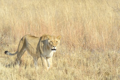 Zimbabwe, Midlands Province, Gweru, Antelope Park home to ALERT (African Lion and Environmental Research Trust), Zone 2, one of four young lioness (Panthera leo), which will be relinquished by a pride in a national park to repopulate