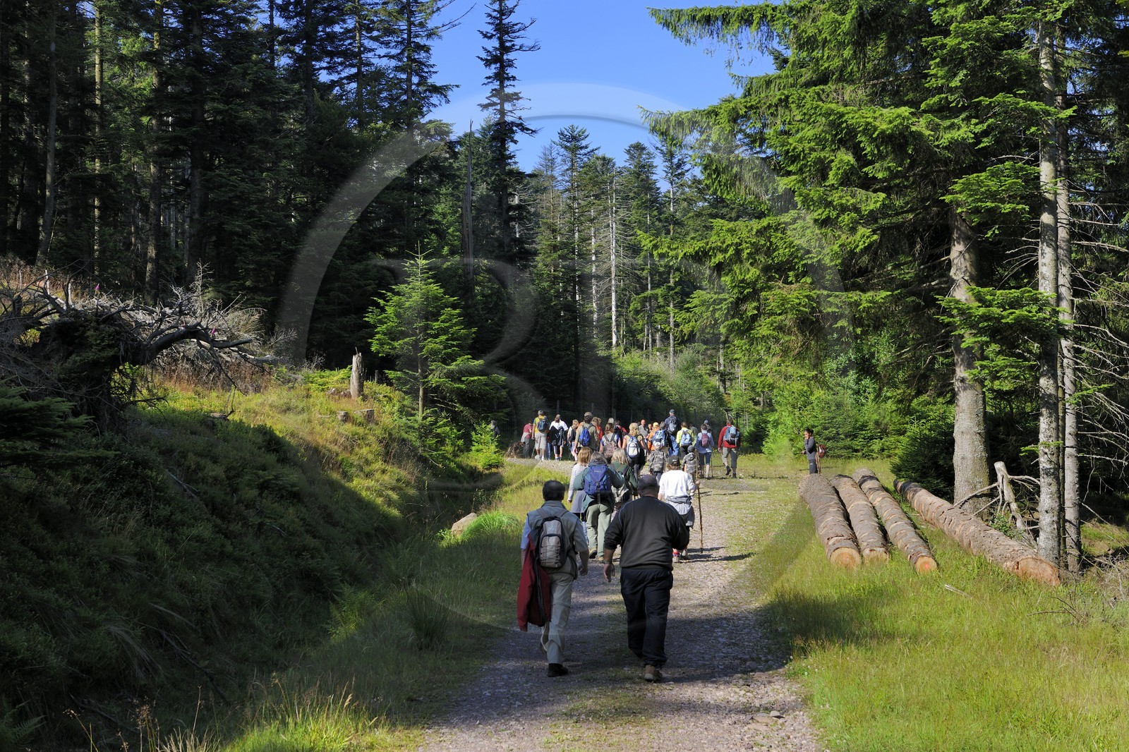 France, Bas-Rhin (67), chemin des passeurs au Donon sur la trace de la filière d'évasion du Rehtal