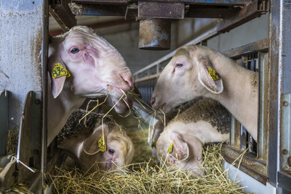 France, Aveyron, Grands-Causses Regional Nature Park, Versols et Lapeyre, Hermilix farm, Lacaune sheep whose milk is used to make Roquefort AOP, a ram on the left