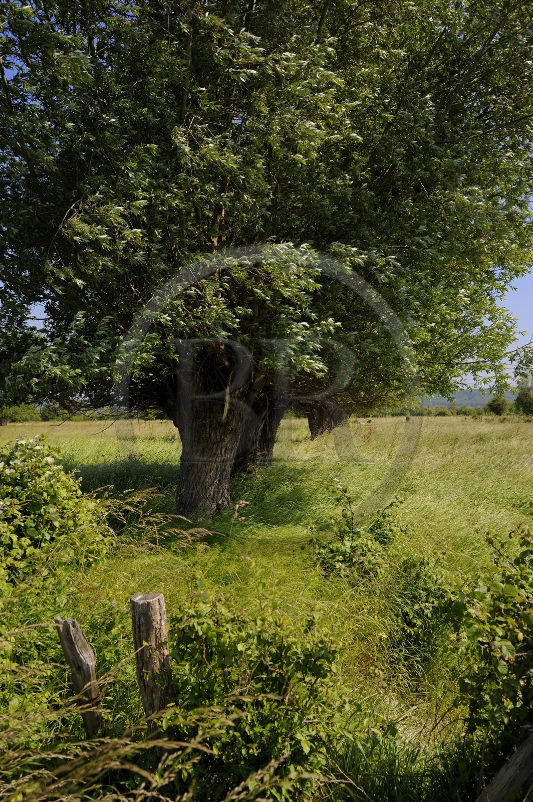 France, Eure, Marais-Vernier, willows bordering typically the courtils (long and thin plot drained by channels lined with hedges) of the marsh