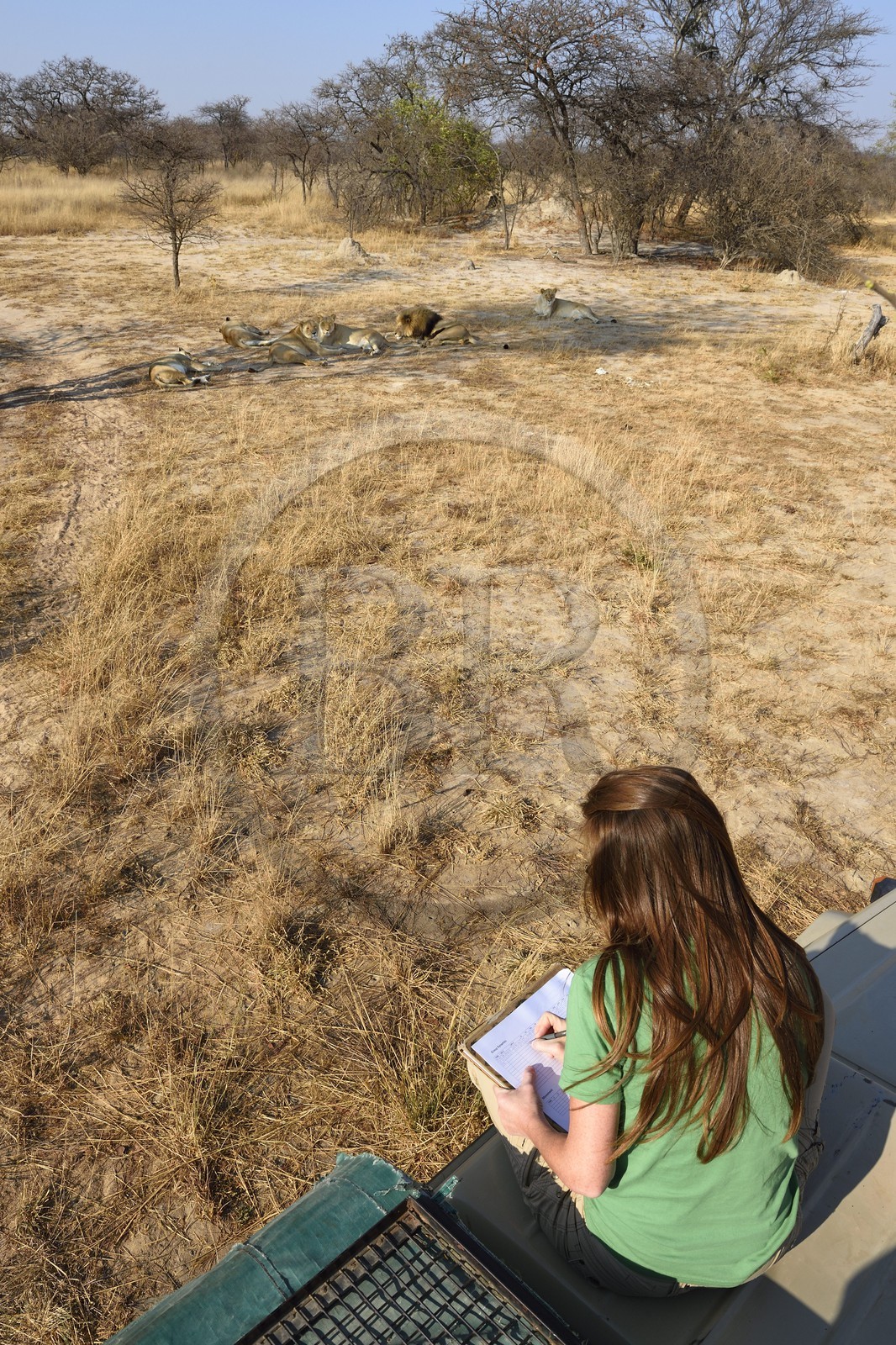 Zimbabwe, province des Midlands, Gweru, Antelope Park qui abrite ALERT (African Lion and Environmental Research Trust), Yvonne Gordon est une permanente du projet en charge de l'observation du comportement des lions qui seront relachés en clan dans un parc national, ici en zone 2 des femelles adultes et leurs petits ainsi que le mâle qui ont enfantés les lions qui seront relachés