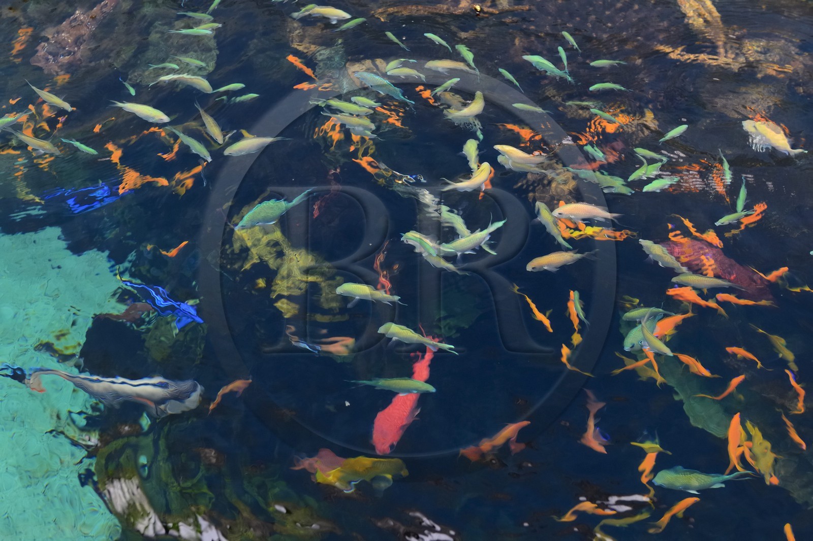 Portugal, Lisbonne, Parque das Nações (Parc des nations) construit pour l'exposition universelle de 1998, Oceanário (Oceanarium), bassin des poissons des mers chaudes