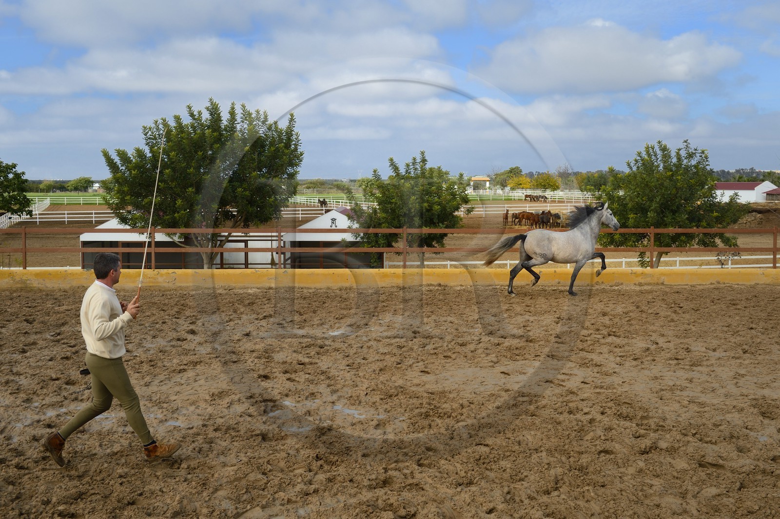 Espagne, Andalousie, province de Séville, Utrera, le haras Ayala (Yeguada Ayala), entrainement d'un Pure race espagnole ou PRE (Pura Raza Espanola)